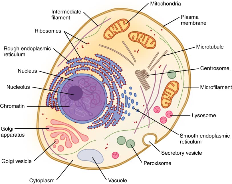 Animal or human cell A typical human cell