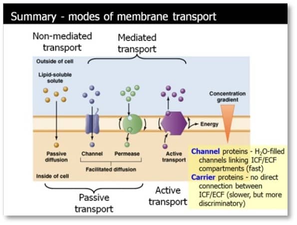 Membrane transport Membrane transport