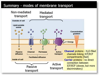 Membrane transport