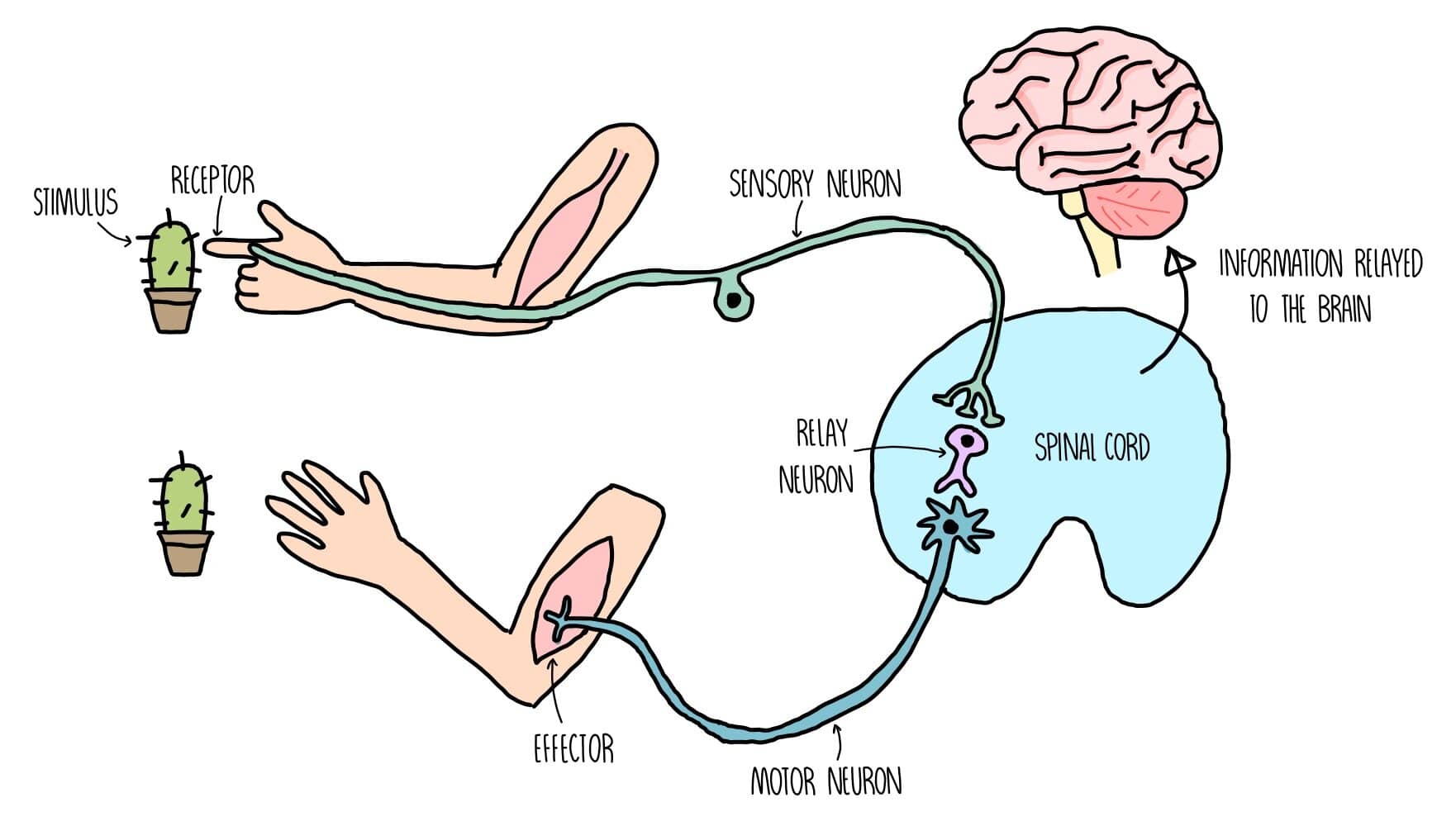 nervous system reflex action