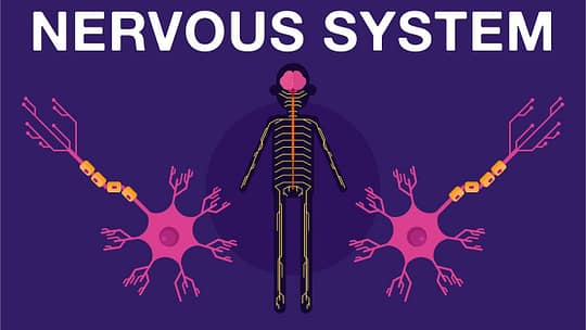 Nervous System