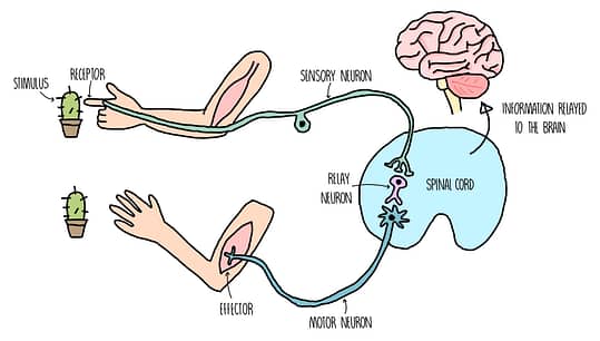 nervous system reflex action